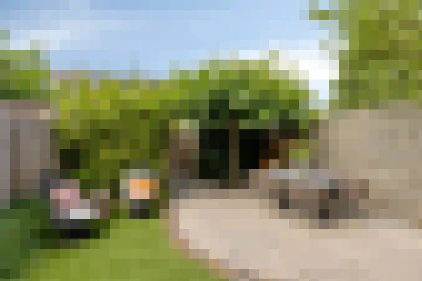 Princéehof 15 Oirschot thumbnail 41