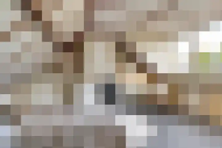 Prins Bernhardlaan 1 Dieren thumbnail 27
