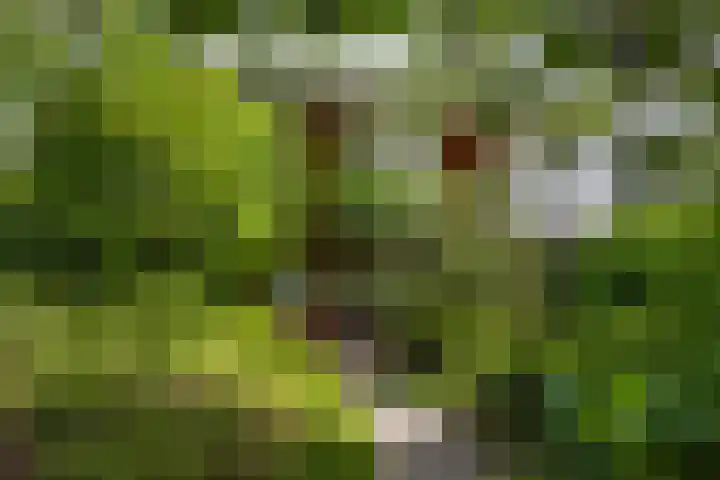 Prins Bernhardlaan 13 Amersfoort thumbnail 39
