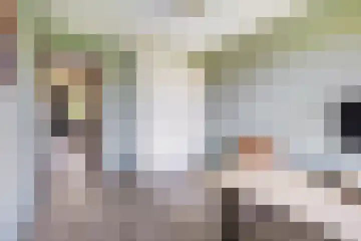 Prins Bernhardlaan 150 A Haarlem thumbnail 33