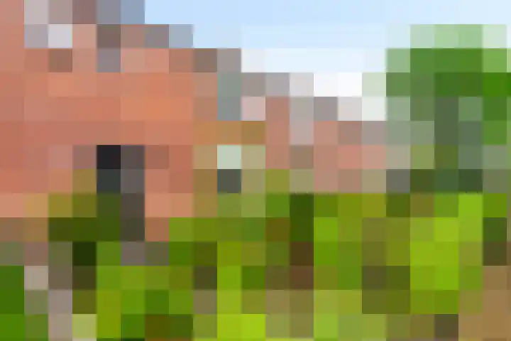 Prins Bernhardlaan 34 Brummen thumbnail 30