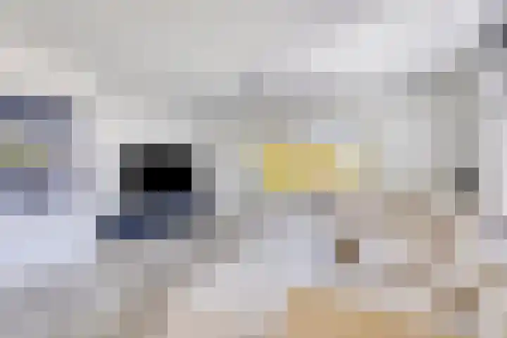 Prins Bisschoplaan 9 Horn thumbnail 10
