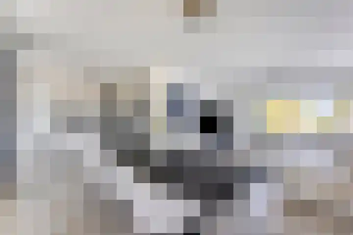 Prins Bisschoplaan 9 Horn thumbnail 13