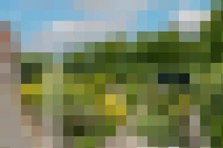 Prins Hendrikweg 30 Ouddorp thumbnail 4