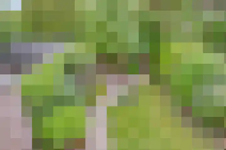 Prinsenhof 7 Harmelen thumbnail 31