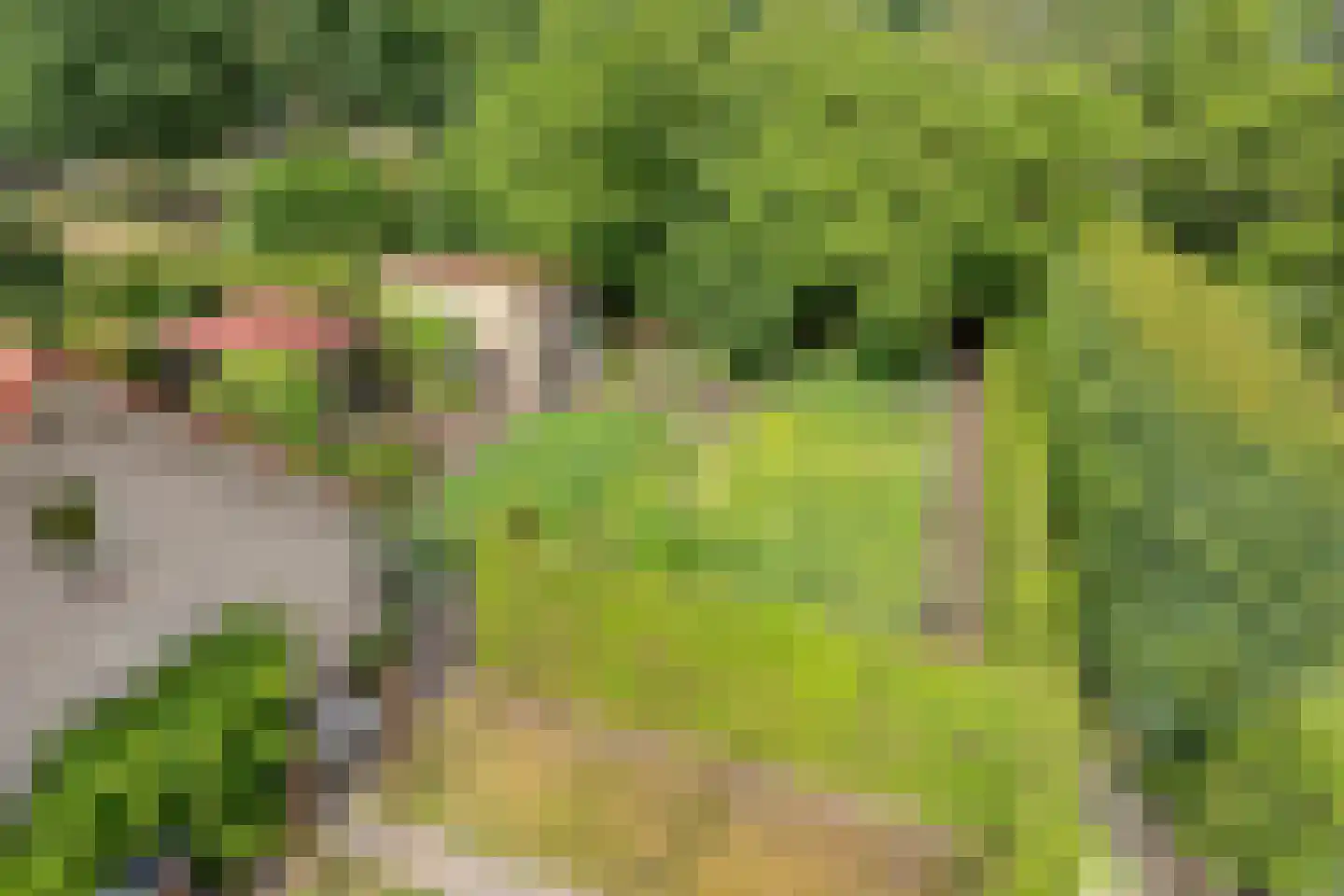 Prinsenpad 1 Best thumbnail 54