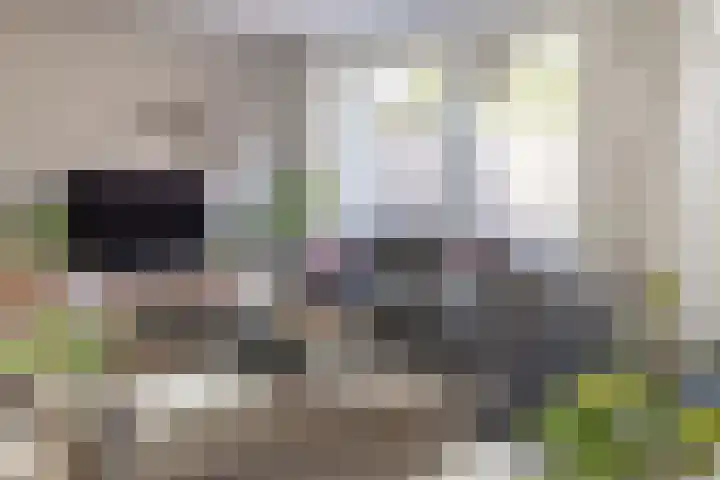 Prinsenstraat 14 Zundert thumbnail 10