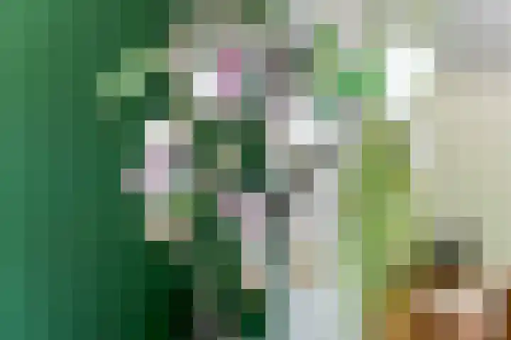 Prinses Amaliastraat 2 Schoonrewoerd thumbnail 15