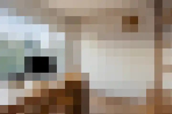 Prinses Ireneweg 25 Schalkhaar thumbnail 18
