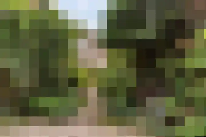 Prinses Margrietweg 6 Schalkhaar thumbnail 36