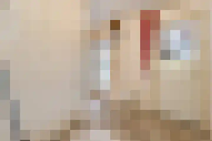 Prinses Marijkelaan 19 Slagharen thumbnail 14