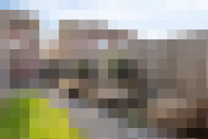 Prinses Wilhelminastraat 6 Baarland thumbnail 21