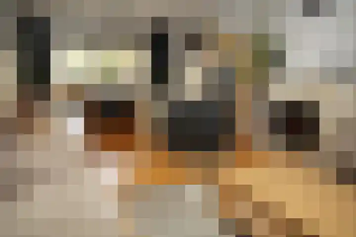 Prinsessenstraat 24 IJzendijke thumbnail 11