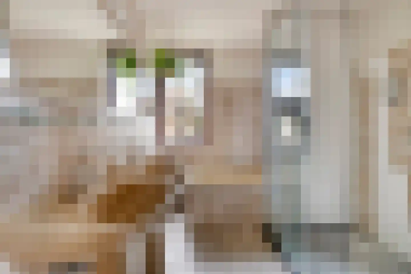 Prof. Dondersstraat 4 Bergen op Zoom thumbnail 16