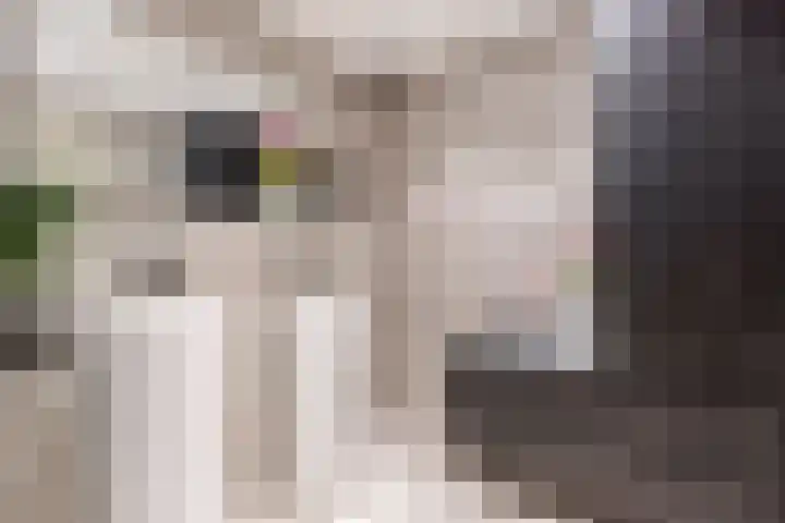 Pronkmos 115 Houten thumbnail 34