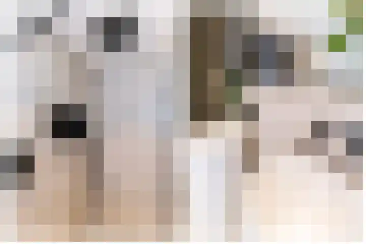 Pronkmos 115 Houten thumbnail 35