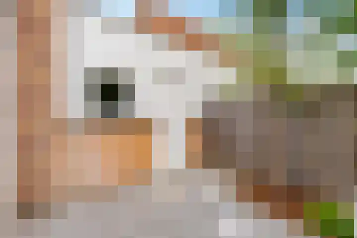 Pronkmos 115 Houten thumbnail 52