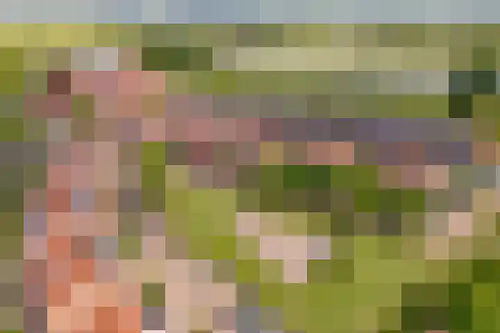 Pronkmos 115 Houten thumbnail 74