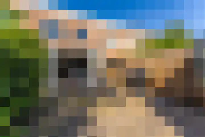 Pronkmos 23 Houten thumbnail 10