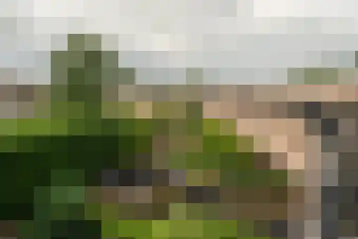 Pronkmos 65 Houten thumbnail 27