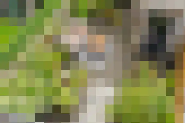 Pronkmos 65 Houten thumbnail 28