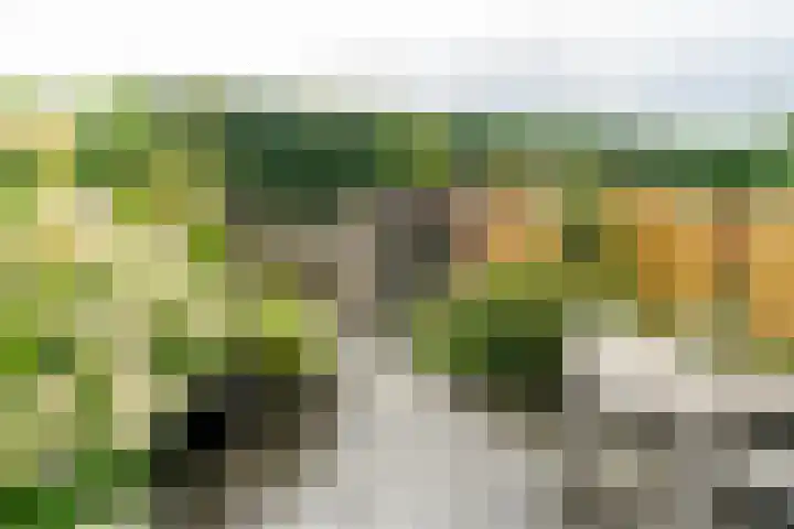 Pronkmos 65 Houten thumbnail 29