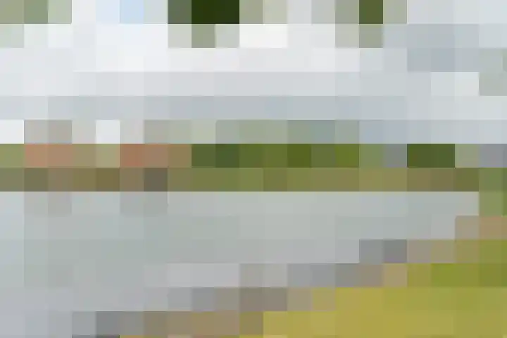 Pronkmos 65 Houten thumbnail 35