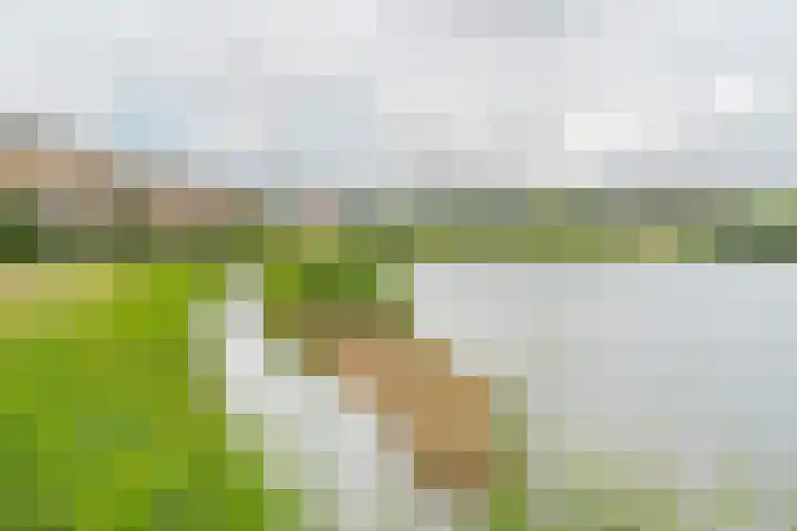 Pronkmos 65 Houten thumbnail 36
