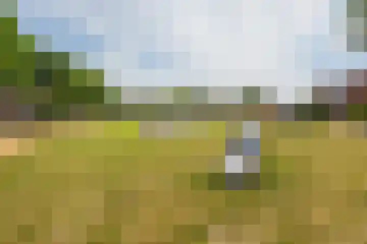 Pronkmos 79 Houten thumbnail 30