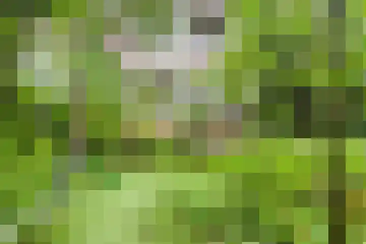 Provenierssingel 19 B Rotterdam thumbnail 17