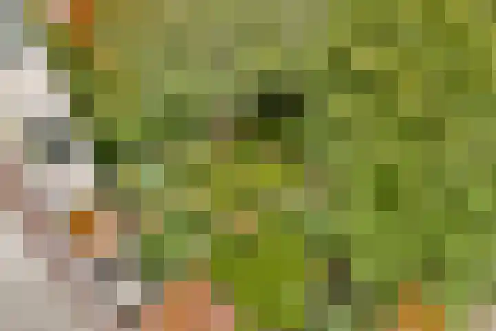 Provenierssingel 5 D Rotterdam thumbnail 16