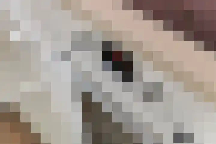 Pruimeboom 2 Culemborg thumbnail 10