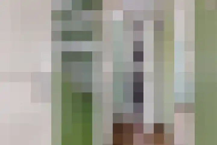Pruimeboom 2 Culemborg thumbnail 16