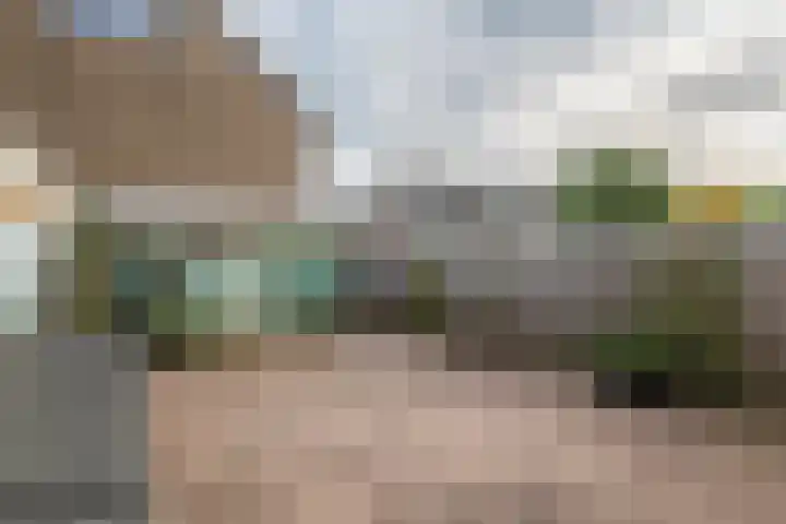 Pruimeboom 2 Culemborg thumbnail 21