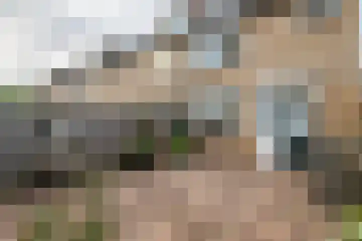 Pruimeboom 2 Culemborg thumbnail 23