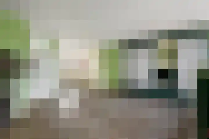 Pruimeboom 2 Culemborg thumbnail 9