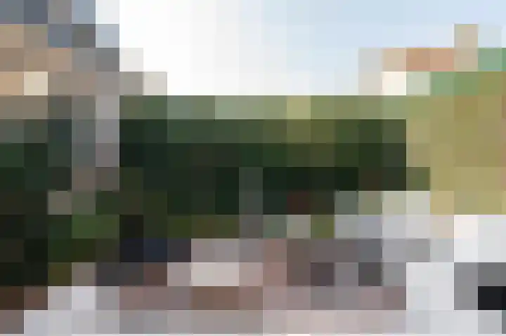 Pruimeboom 22 Culemborg thumbnail 28