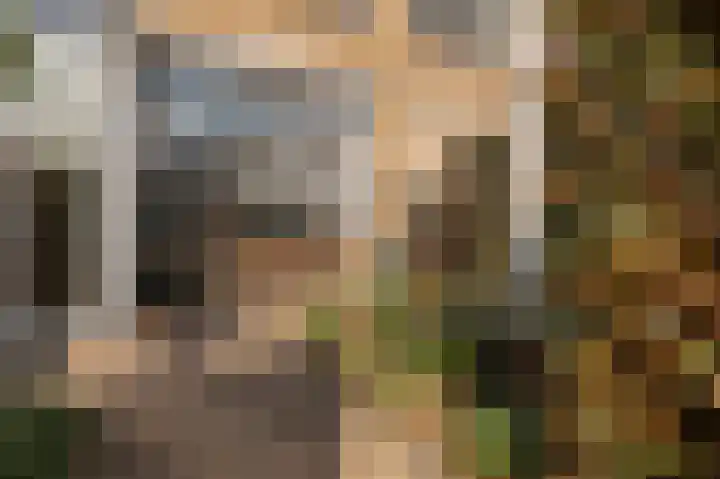 Pruimeboom 22 Culemborg thumbnail 6