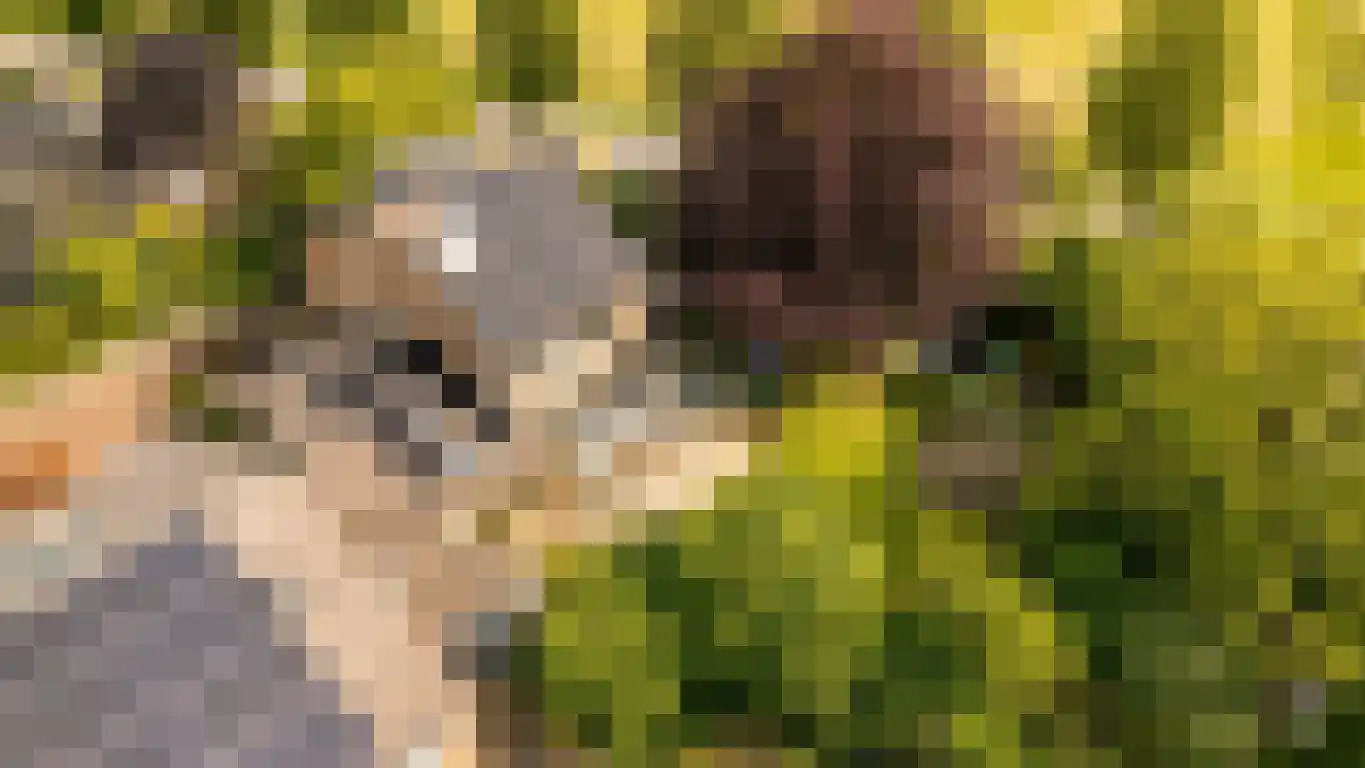 Pruimeboom 45 Culemborg thumbnail 5