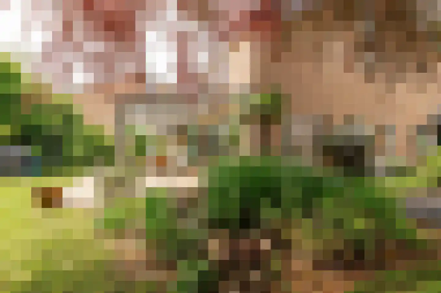 Pruimeboom 45 Culemborg thumbnail 50