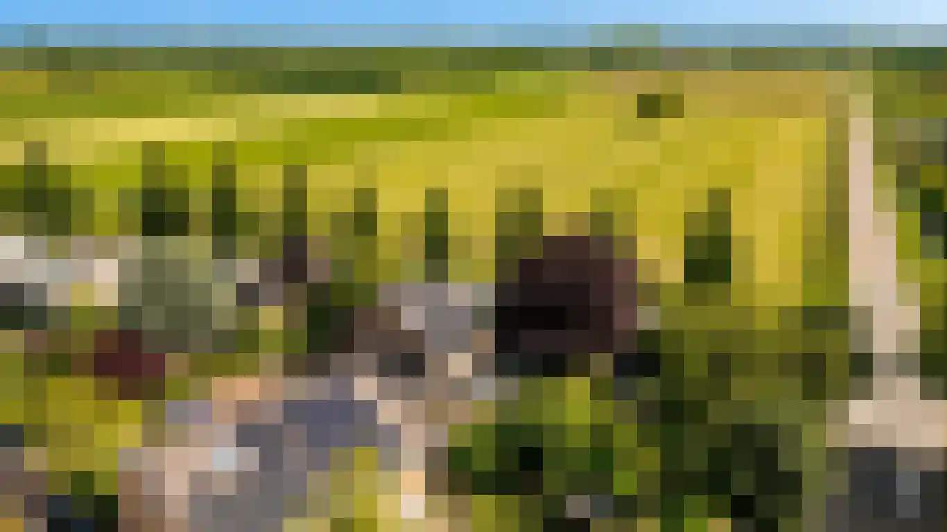 Pruimeboom 45 Culemborg thumbnail 6