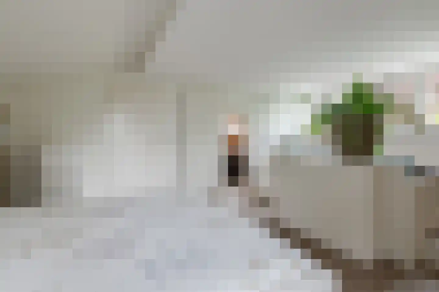 Pruimeboom 45 Culemborg thumbnail 74