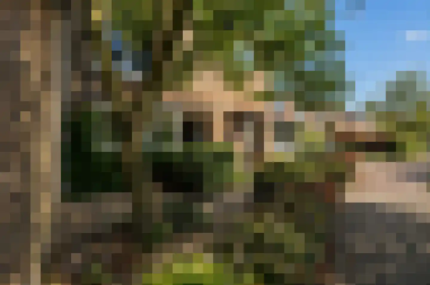 Pruimeboom 45 Culemborg thumbnail 77