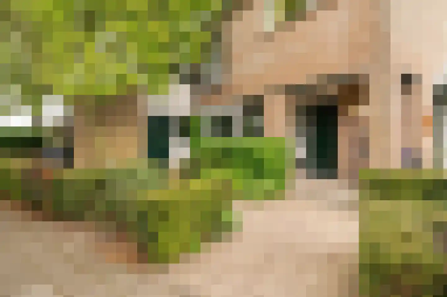 Pruimeboom 45 Culemborg thumbnail 78