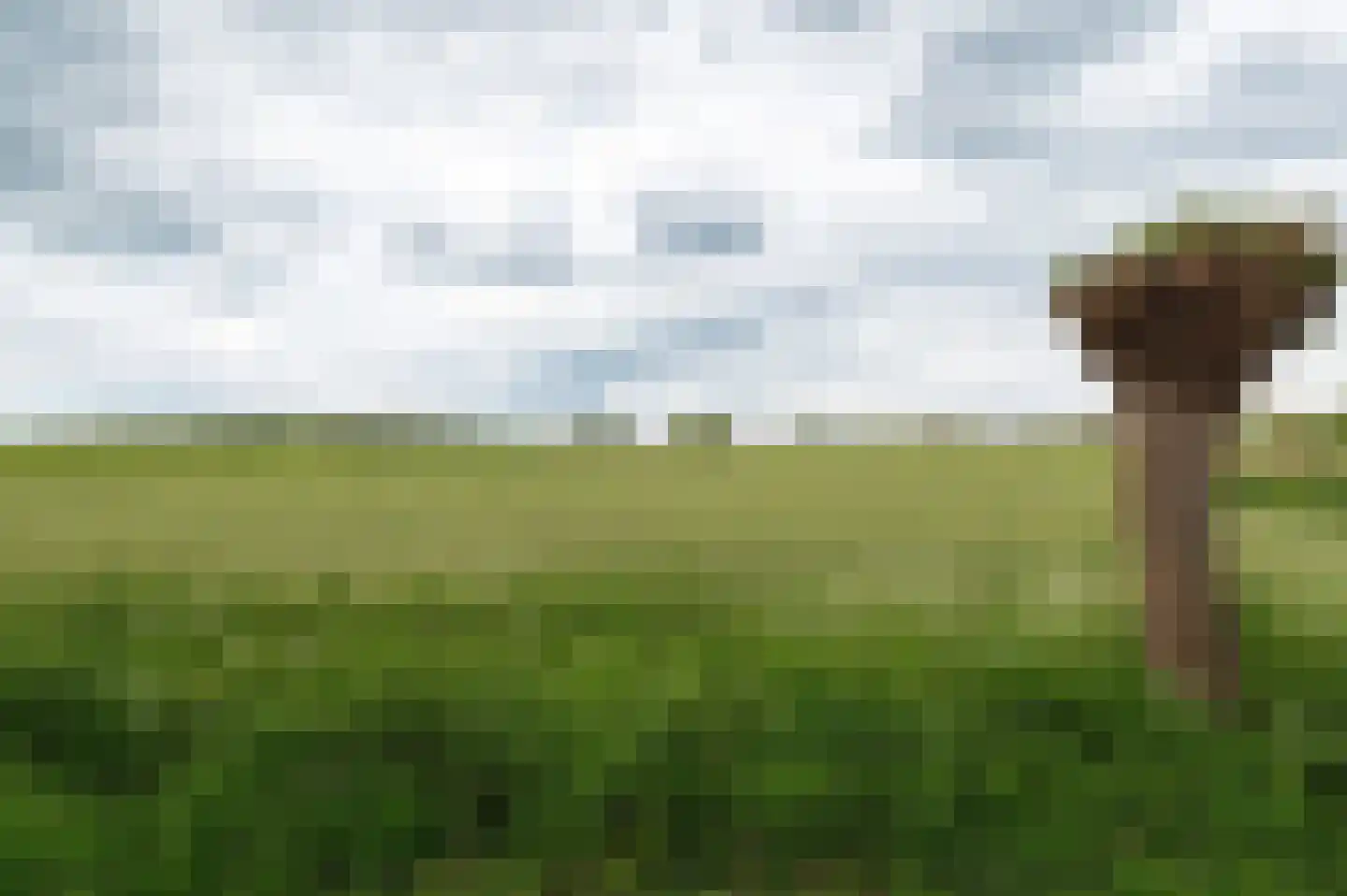 Pruimeboom 45 Culemborg thumbnail 80