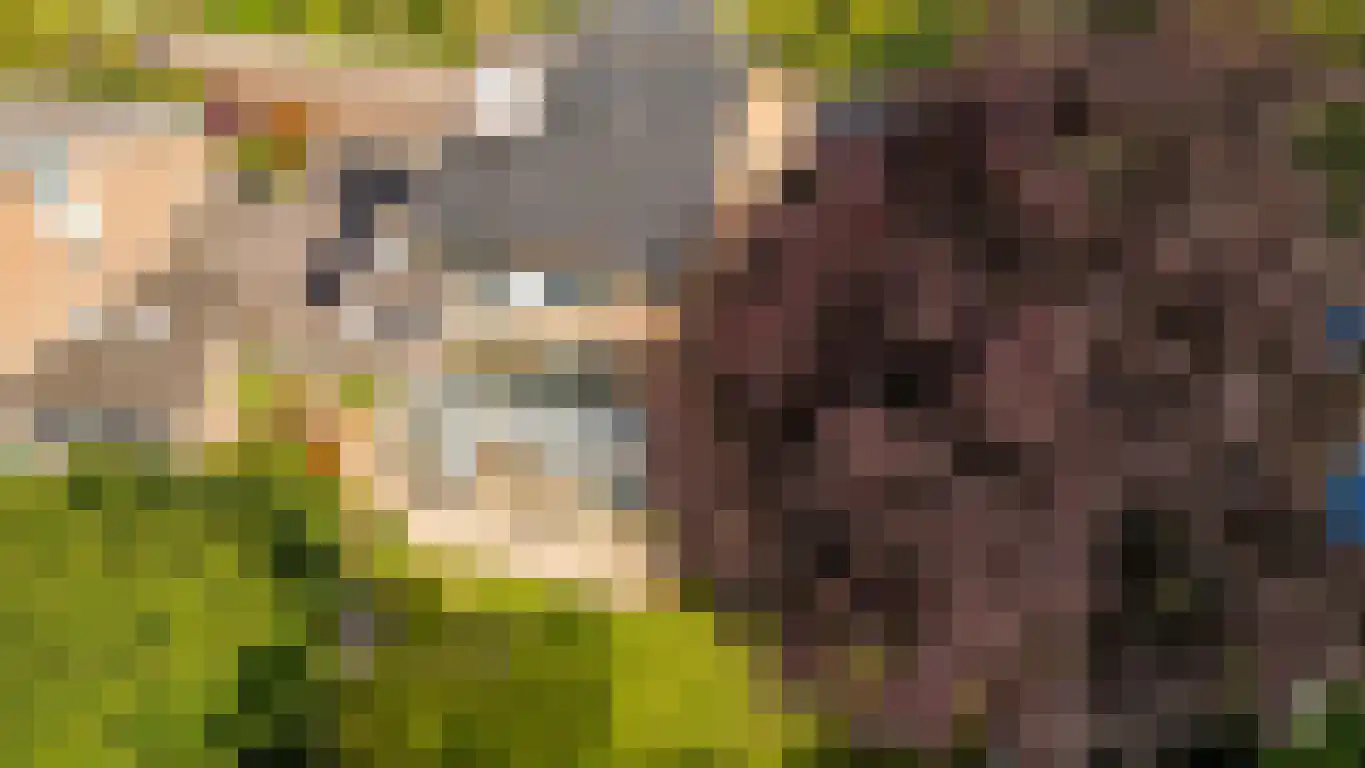 Pruimeboom 45 Culemborg thumbnail 82