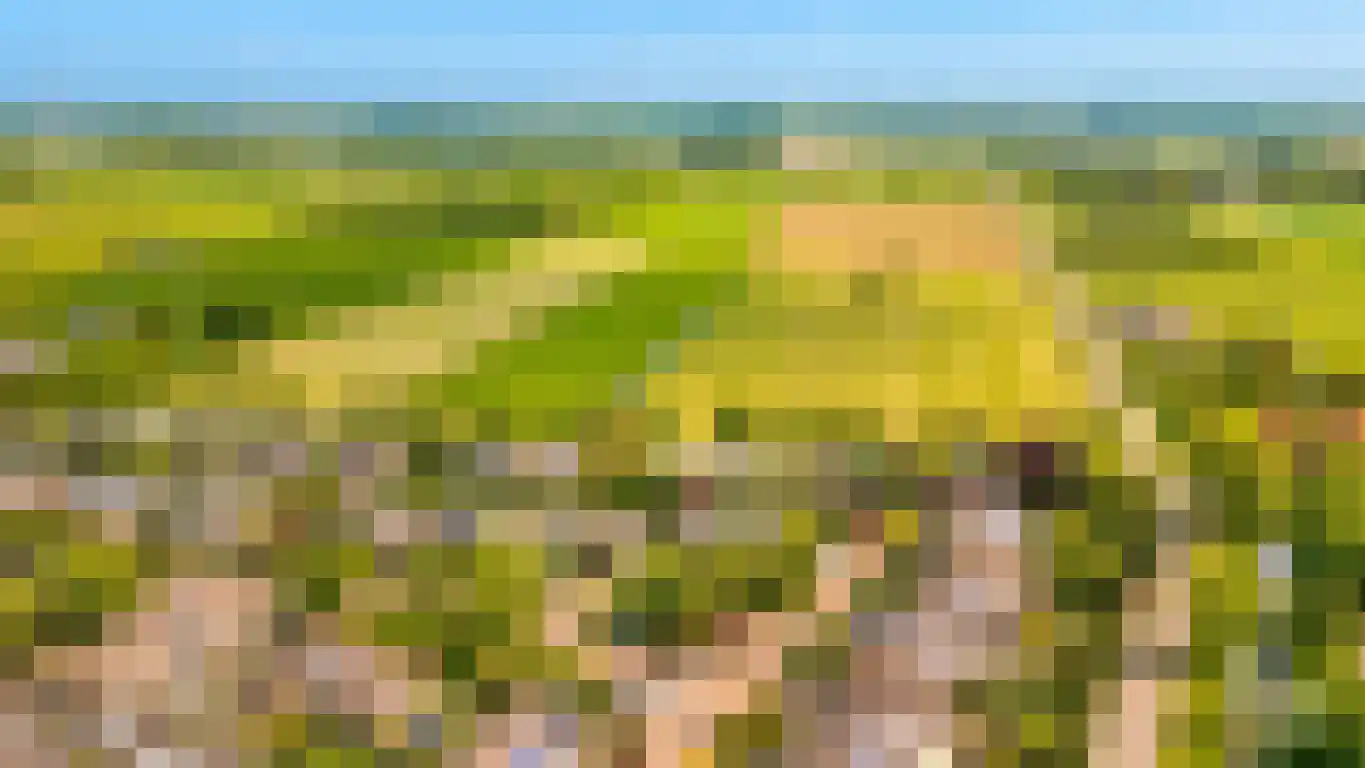 Pruimeboom 45 Culemborg thumbnail 85