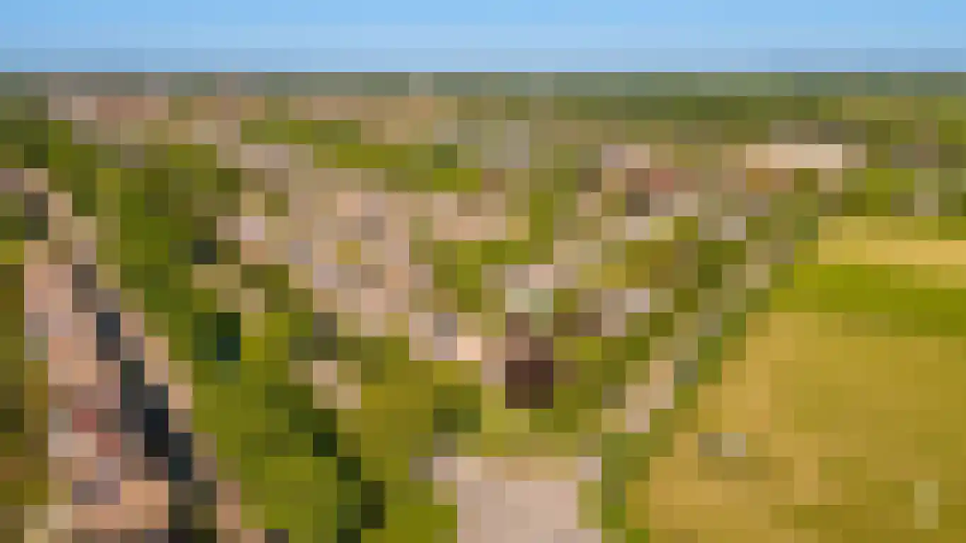 Pruimeboom 45 Culemborg thumbnail 86