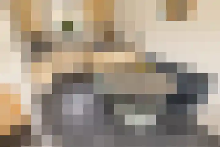 Pruimenstraat 72 Amsterdam thumbnail 8