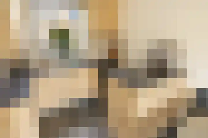 Pruimenstraat 72 Amsterdam thumbnail 9